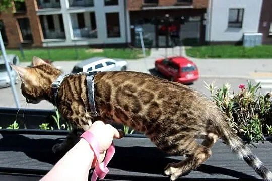 Kotka bengalski o imieniu Gwen, Dolnośląskie, Wrocław