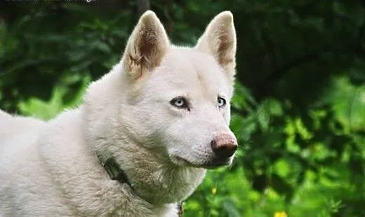 Alaska, piękna, biała husky do adopcji, kujawsko-