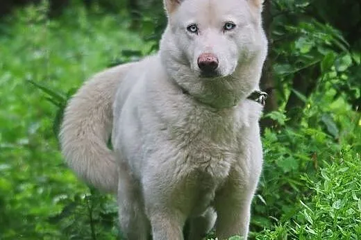 Alaska, piękna, biała husky do adopcji,  kujawsko-