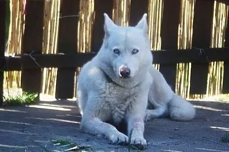 Alaska, piękna, biała husky do adopcji,  kujawsko-