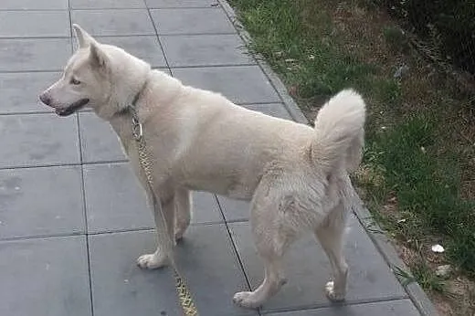 Alaska, piękna, biała husky do adopcji,  kujawsko-