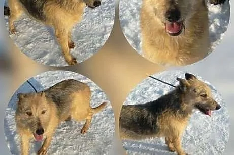 Wdzięczna MEGGY,  mazowieckie Warszawa