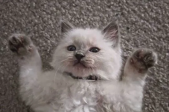 Kocurki Ragdoll