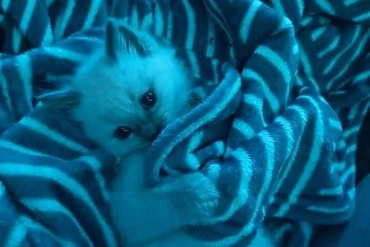 Kocurki Ragdoll, Świętokrzyskie, Sandomierz