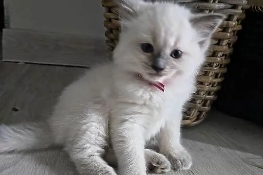 Kocurki Ragdoll, Świętokrzyskie, Sandomierz