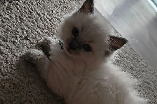 Kocurki Ragdoll, Świętokrzyskie, Sandomierz