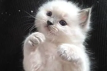 Kocurki Ragdoll, Świętokrzyskie, Sandomierz