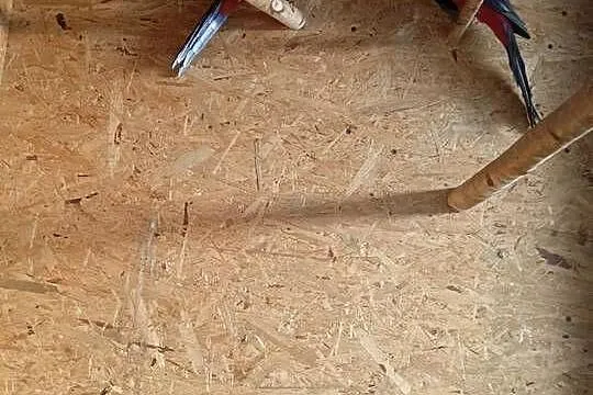 Papugi rozzelle królewskie, Śląskie, Starcza
