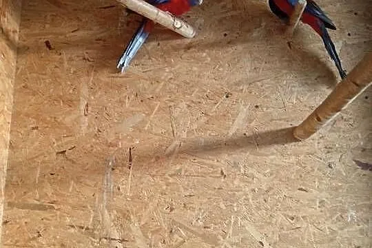 Papugi rozzelle królewskie, Śląskie, Starcza