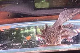 Aksolotl  Ambysoma Mexicanum Salamandra Meksykańska