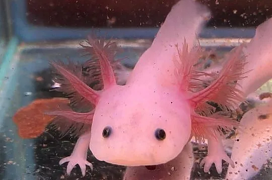 Aksolotl  Ambysoma Mexicanum Salamandra Meksykańska, Łódzkie, Justynów