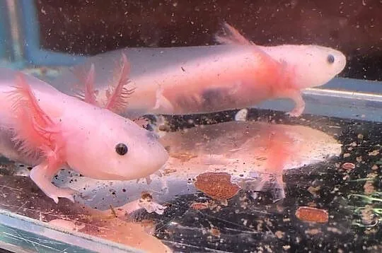 Aksolotl  Ambysoma Mexicanum Salamandra Meksykańska, Łódzkie, Justynów