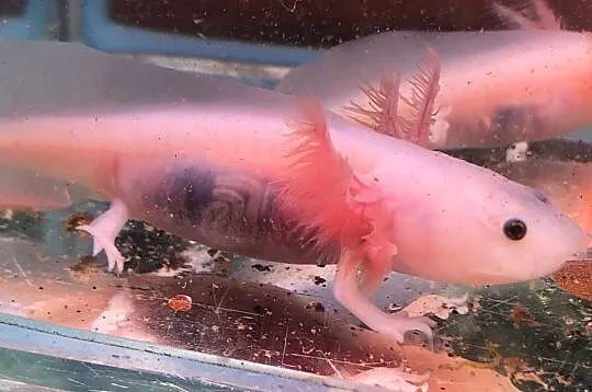Aksolotl  Ambysoma Mexicanum Salamandra Meksykańska, Łódzkie, Justynów