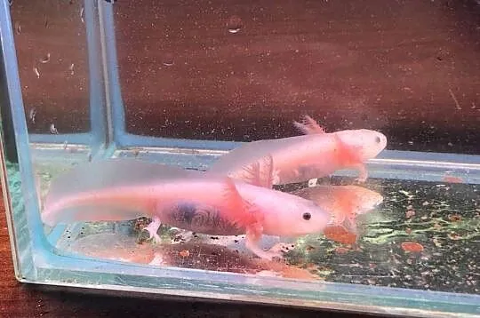Aksolotl  Ambysoma Mexicanum Salamandra Meksykańska, Łódzkie, Justynów