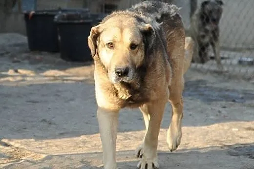 Spokojny Bono do adopcji ,  lubelskie Świdnik