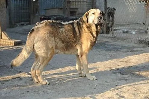 Spokojny Bono do adopcji ,  lubelskie Świdnik