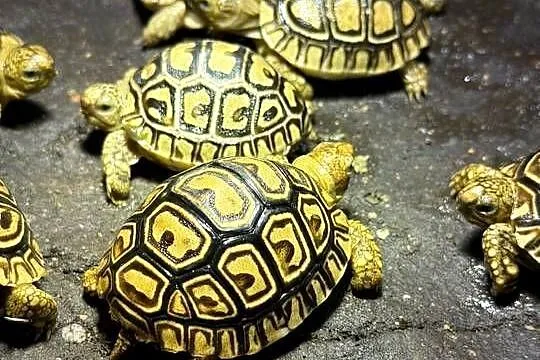 Żółwie lamparcie, Dolnośląskie, Jeżów Sudecki