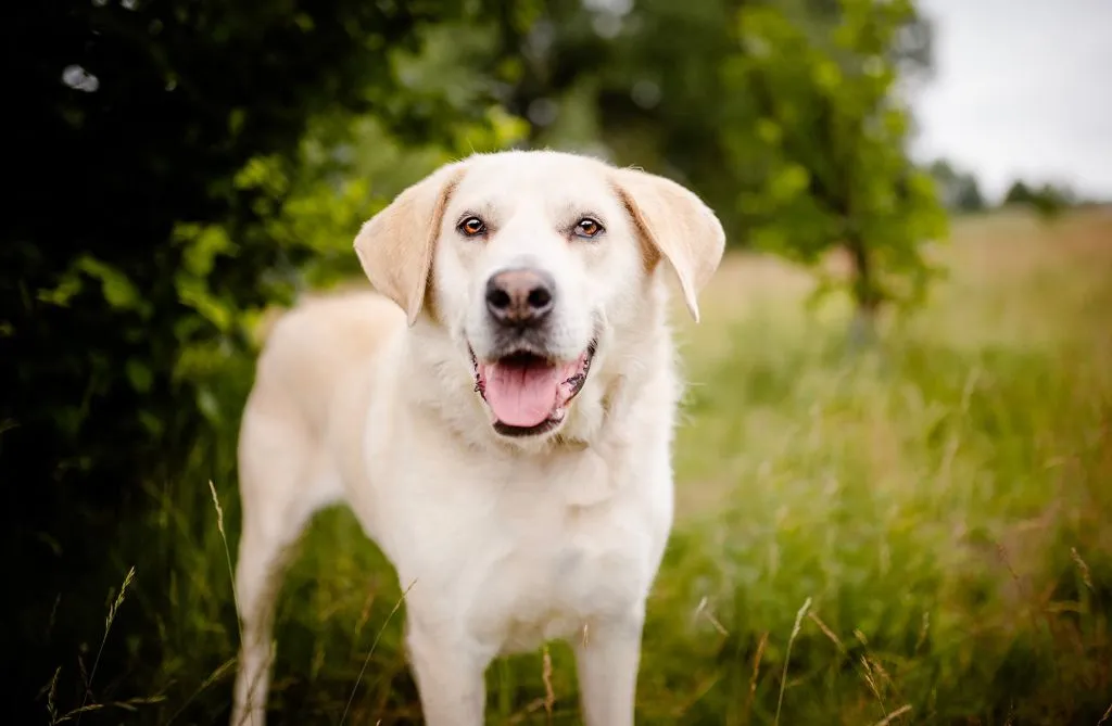 Kokos - biszkoptowy LABek szuka kochającego domu! Kokos to kilkuletni psiak w typie labradora - maś, , Warszawa