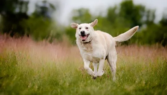 Kokos - biszkoptowy LABek szuka kochającego domu!  Kokos to kilkuletni psiak w typie labradora - maś, , Warszawa
