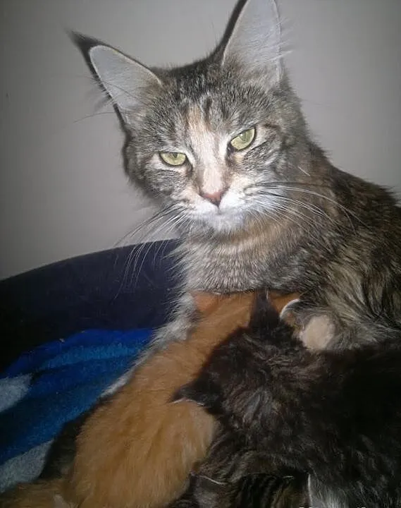Śliczne koteczki Maine Coon