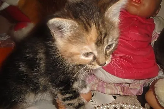 Śliczne koteczki Maine Coon