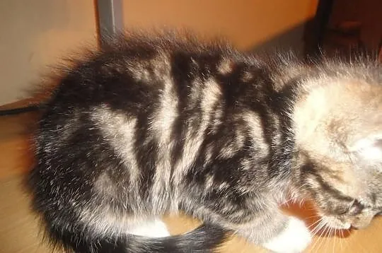 Śliczne koteczki Maine Coon