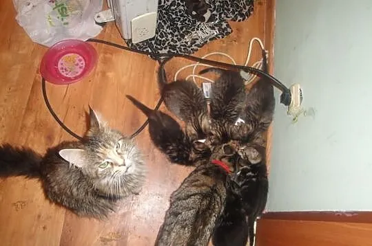 Śliczne koteczki Maine Coon