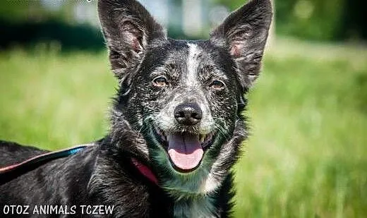 OTOZ Animals - Edi - mały, dojrzały kundelek z wie
