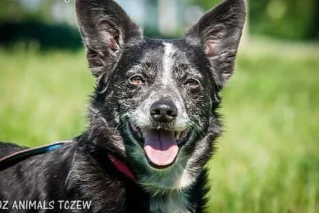 OTOZ Animals - Edi - mały, dojrzały kundelek z wie
