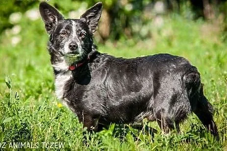 OTOZ Animals - Edi - mały, dojrzały kundelek z wie