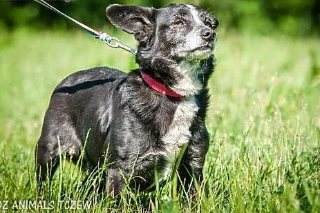 OTOZ Animals - Edi - mały, dojrzały kundelek z wie