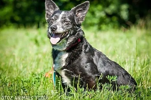 OTOZ Animals - Edi - mały, dojrzały kundelek z wie