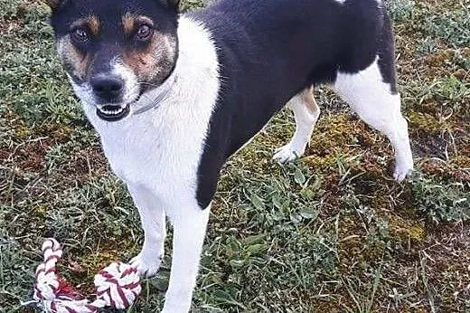 Młodziutka, nieduża suczka Hania szuka domu!,  Kundelki cała Polska