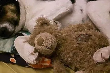 Młodziutka, nieduża suczka Hania szuka domu!,  Kun