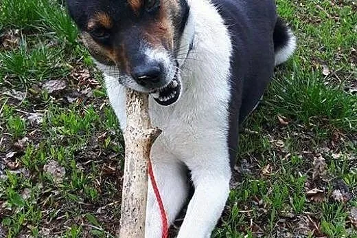 Młodziutka, nieduża suczka Hania szuka domu!,  Kun