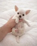 Wesoły i uroczy szczeniak rasy chihuahua gotowy na sprzedaż.