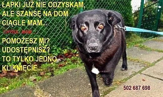 Kasia… trójłapka w wielkim sercem, Kund