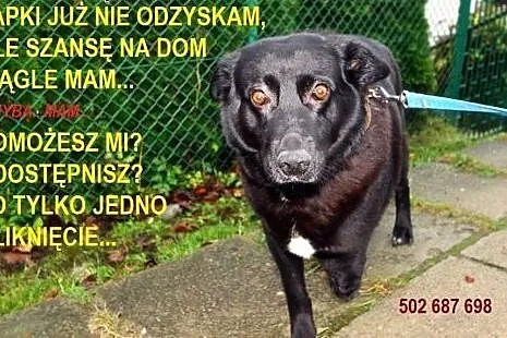 Kasia&#8230; trójłapka w wielkim sercem,  Kund