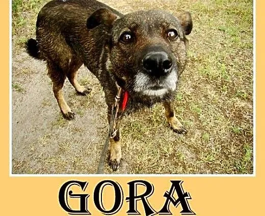 Średnia,przyjazna,spokojna,sterylizowana suczka GO