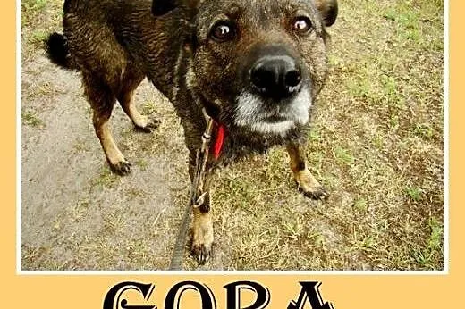 Średnia,przyjazna,spokojna,sterylizowana suczka GO