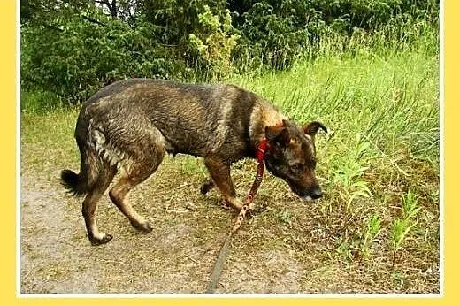 Średnia,przyjazna,spokojna,sterylizowana suczka GO