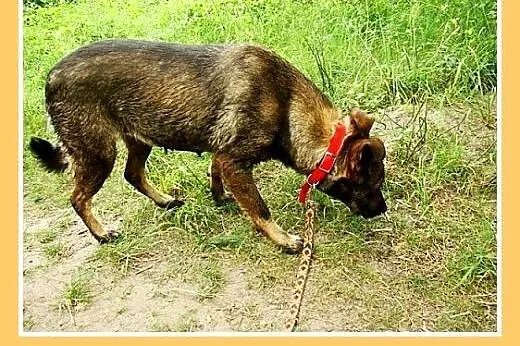 Średnia,przyjazna,spokojna,sterylizowana suczka GO