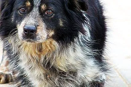 BIEDRONKA pogodna młodziutka sunia sama za kratami