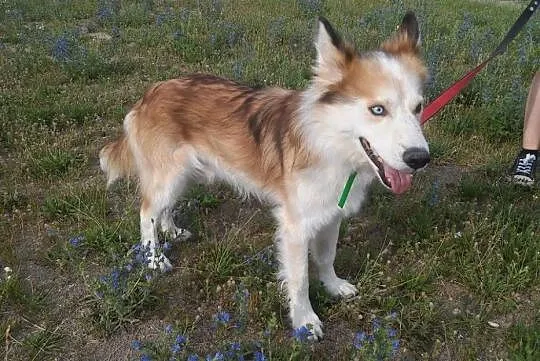 Aron, wyjątkowy mix husky_collie PRZEPIĘKNY, łagod