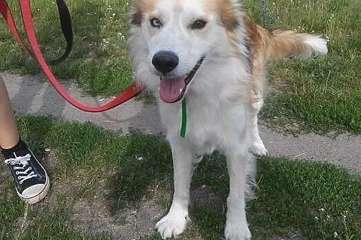 Aron, wyjątkowy mix husky_collie PRZEPIĘKNY, łagod