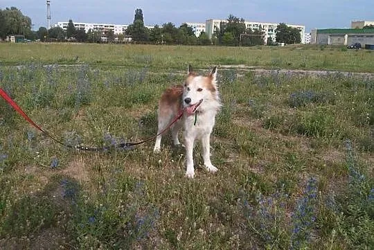 Aron, wyjątkowy mix husky_collie PRZEPIĘKNY, łagod