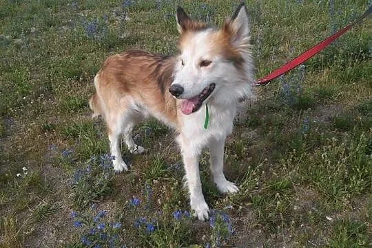 Aron, wyjątkowy mix husky_collie PRZEPIĘKNY, łagod