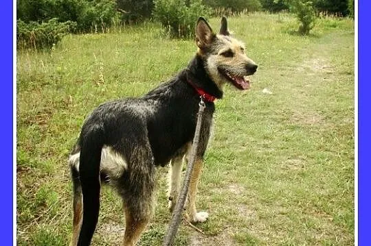 Suczka w typie teriera, 20 kg ,łagodna,grzeczna,ko