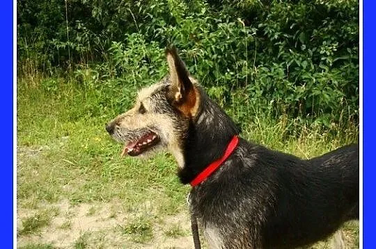 Suczka w typie teriera, 20 kg ,łagodna,grzeczna,ko