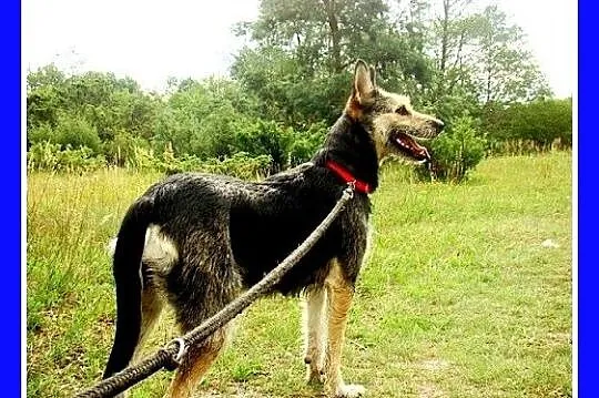 Suczka w typie teriera, 20 kg ,łagodna,grzeczna,ko